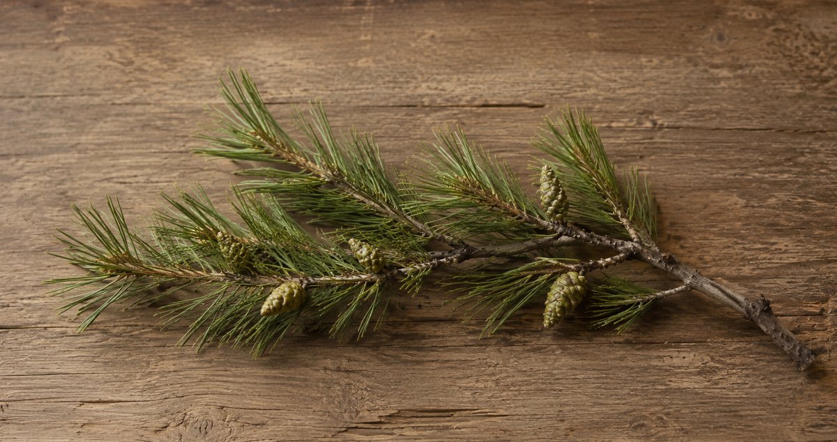 A piñon branch on a wood surface in late-afternoon light.